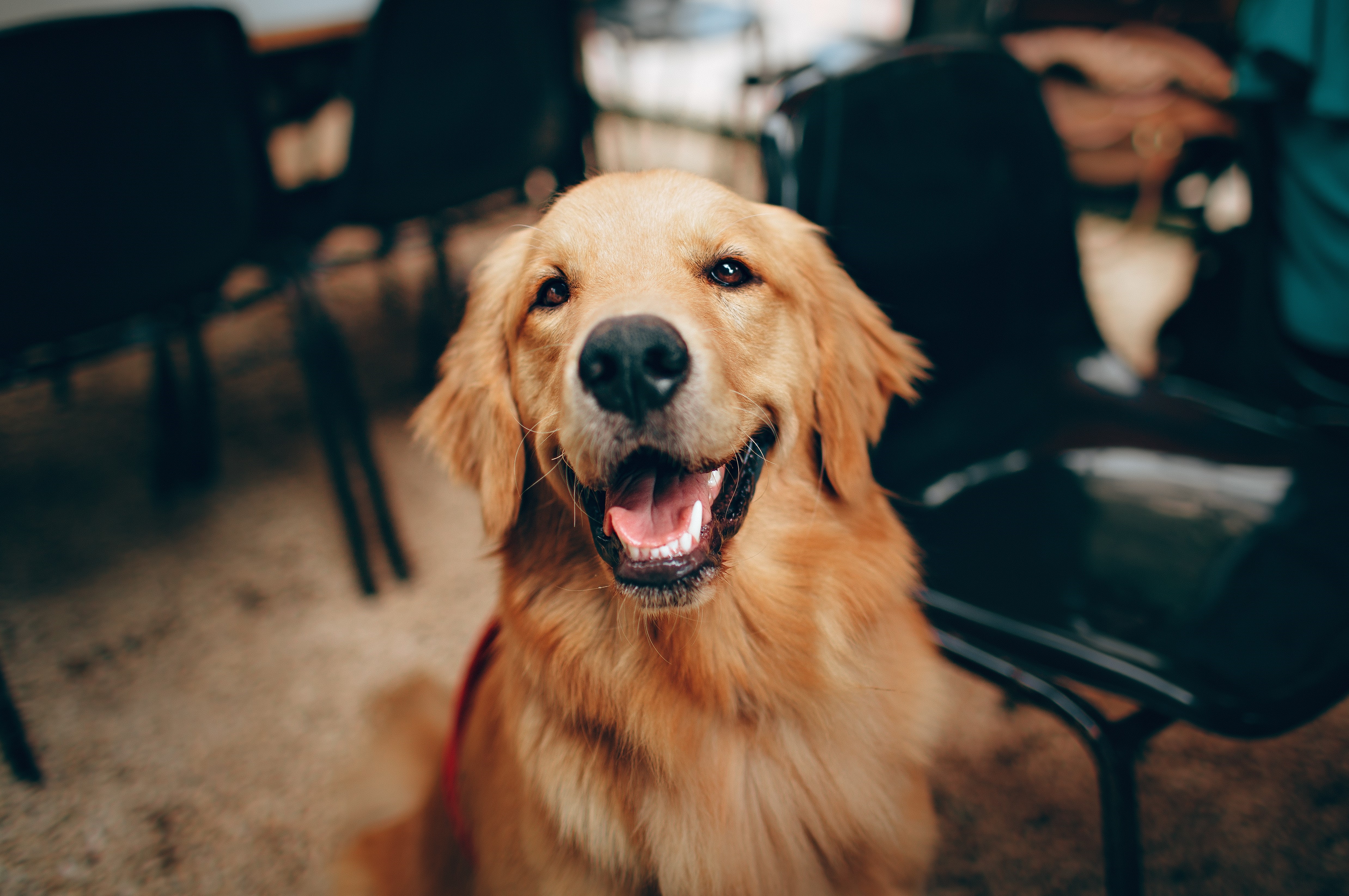 สุนัข-หวย-sawadd