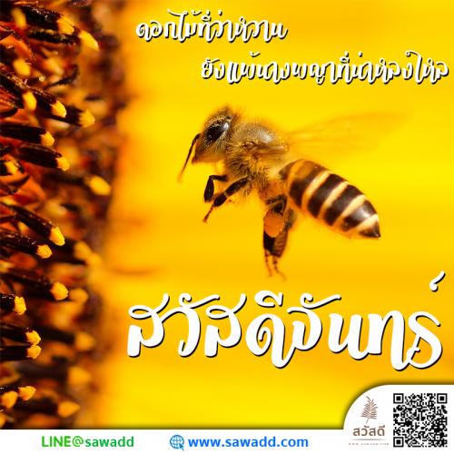 สวัสดี สวัสดีวันจันทร์ดอกไม้ sawadd 015