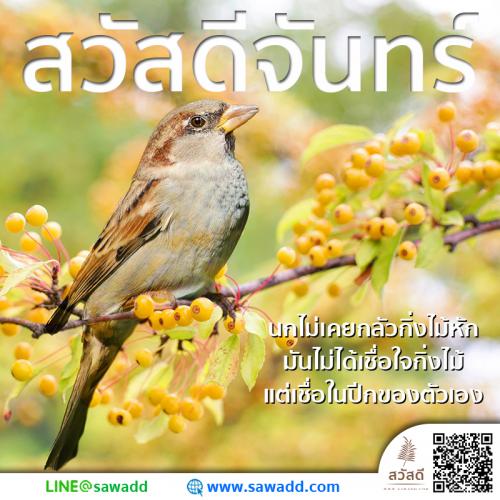 สวัสดี สวัสดีวันจันทร์ดอกไม้ sawadd 016