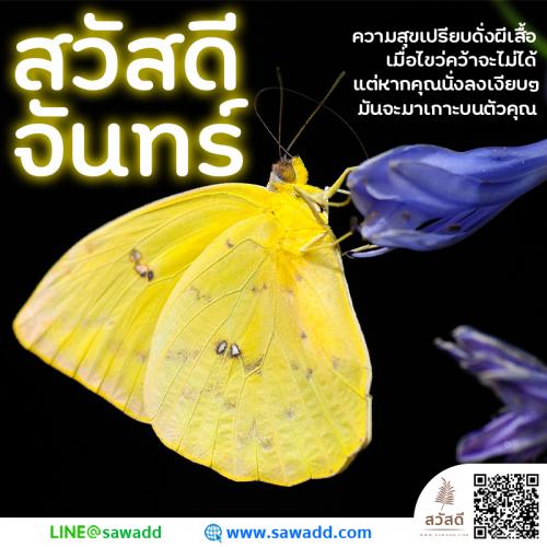 สวัสดี สวัสดีวันจันทร์ดอกไม้ sawadd 018