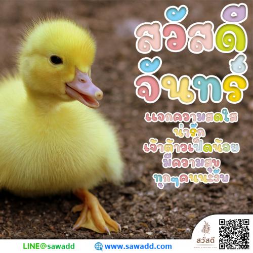 สวัสดี สวัสดีวันจันทร์ดอกไม้ sawadd 022