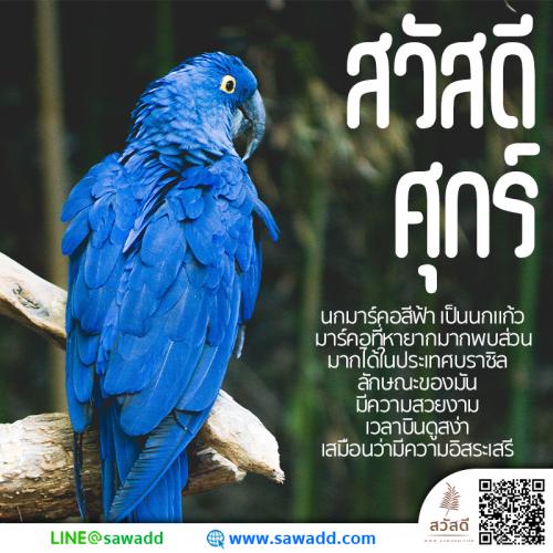 สวัสดี สวัสดีวันศุกร์ดอกไม้ sawadd 021