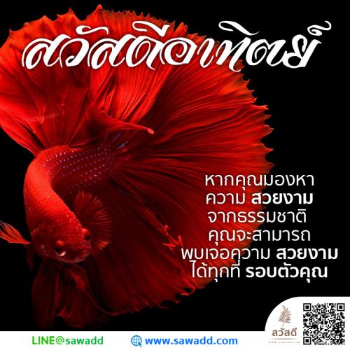 สวัสดี สวัสดีวันอาทิตย์ดอกไม้ sawadd 018