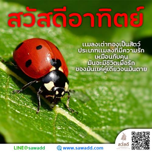 สวัสดี สวัสดีวันอาทิตย์ดอกไม้ sawadd 023