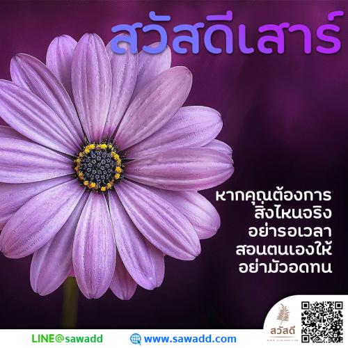 สวัสดี สวัสดีวันเสาร์ดอกไม้ sawadd 015